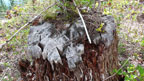 painted stump