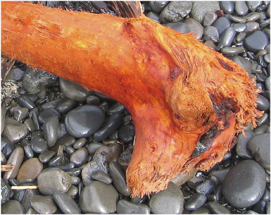 dead wood