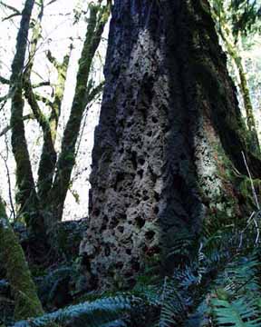 feeder tree photo, Douglas Fir Woodpecker Holes