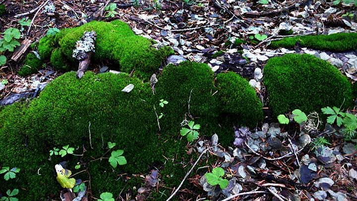 Mossy mounds, mighty green