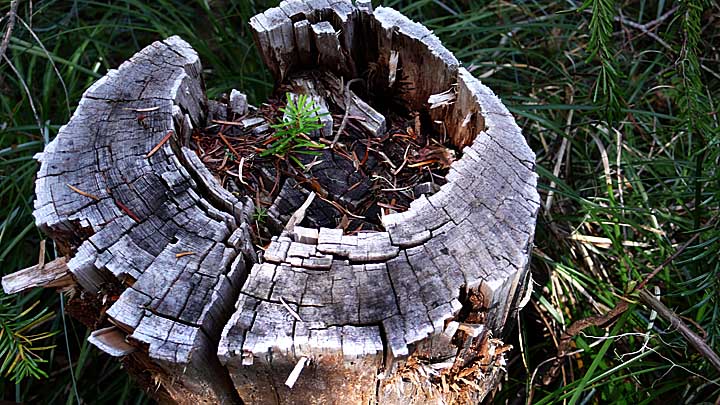 New growth in old stump