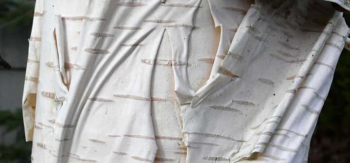Birch tree bark photo