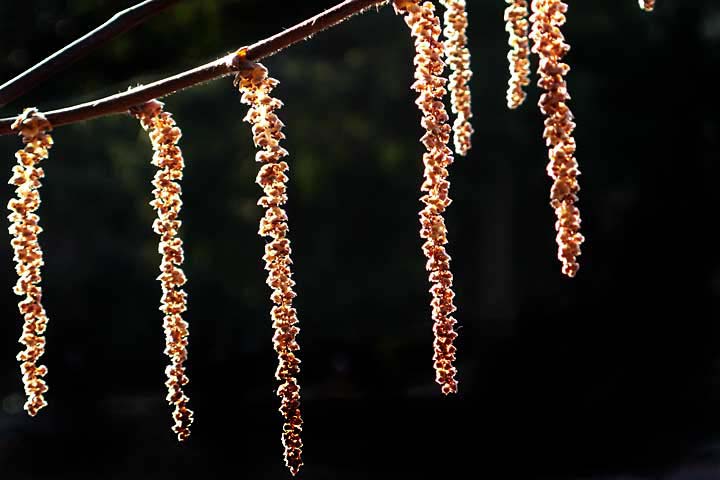 catkins
