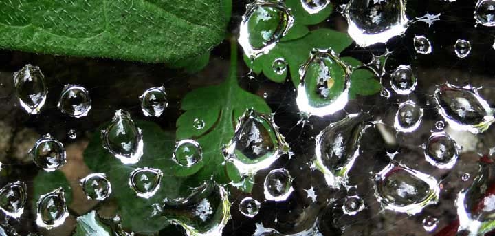 Dew on spider web