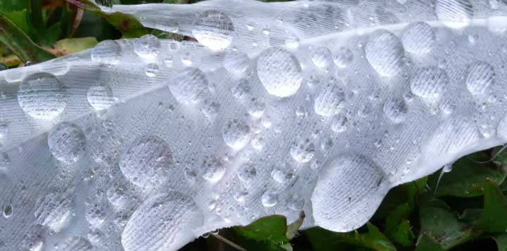 Dew on feather