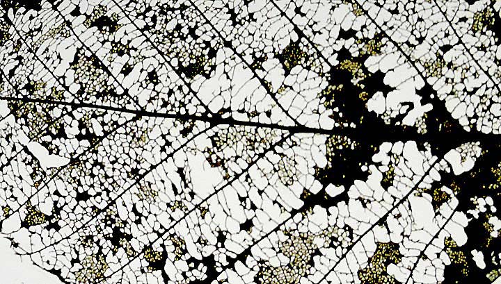 Leaf closeup