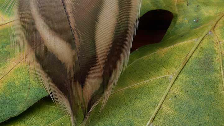 leafeather