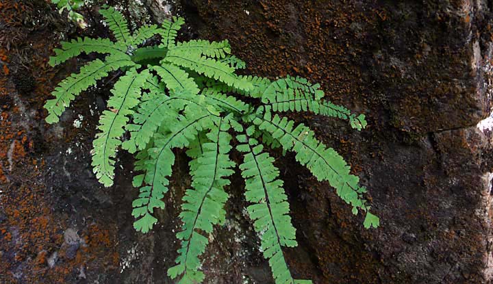 Maidenhair Fern, Silver Falls State Park, Oregon