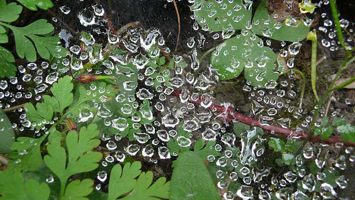 manydews