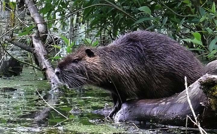 Nutria photo, Oaks Bottom Wildlife Refuge, Portland, Oregon