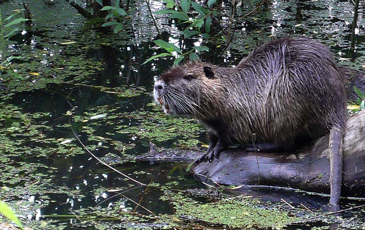Nutria photo, Oaks Bottom Wildlife Refuge, Portland, Oregon