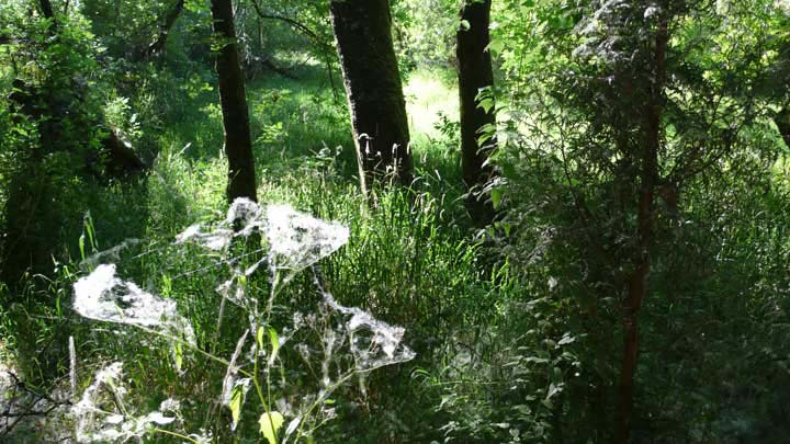 Oaks Bottom Wildlife Refuge, Portland, Oregon