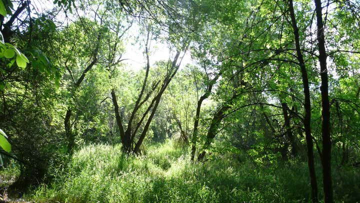 Oaks Bottom Wildlife Refuge, Portland, Oregon