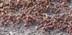 ants