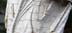 birchbark