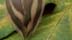 leafeather