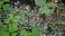 manydews