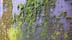 mossy