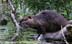 nutria