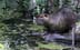 nutria2