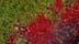 redgreen