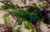 seaweed1