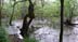 swampthing