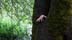 thehand