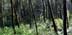 tryon42508a