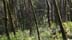 tryon42608a