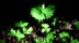 vleaf957